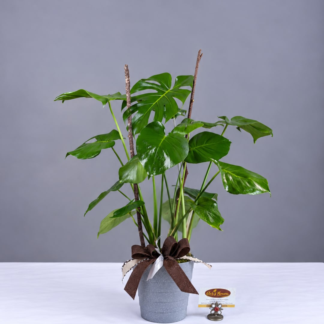 Potted monstera plant with glossy split leaves in a gray container