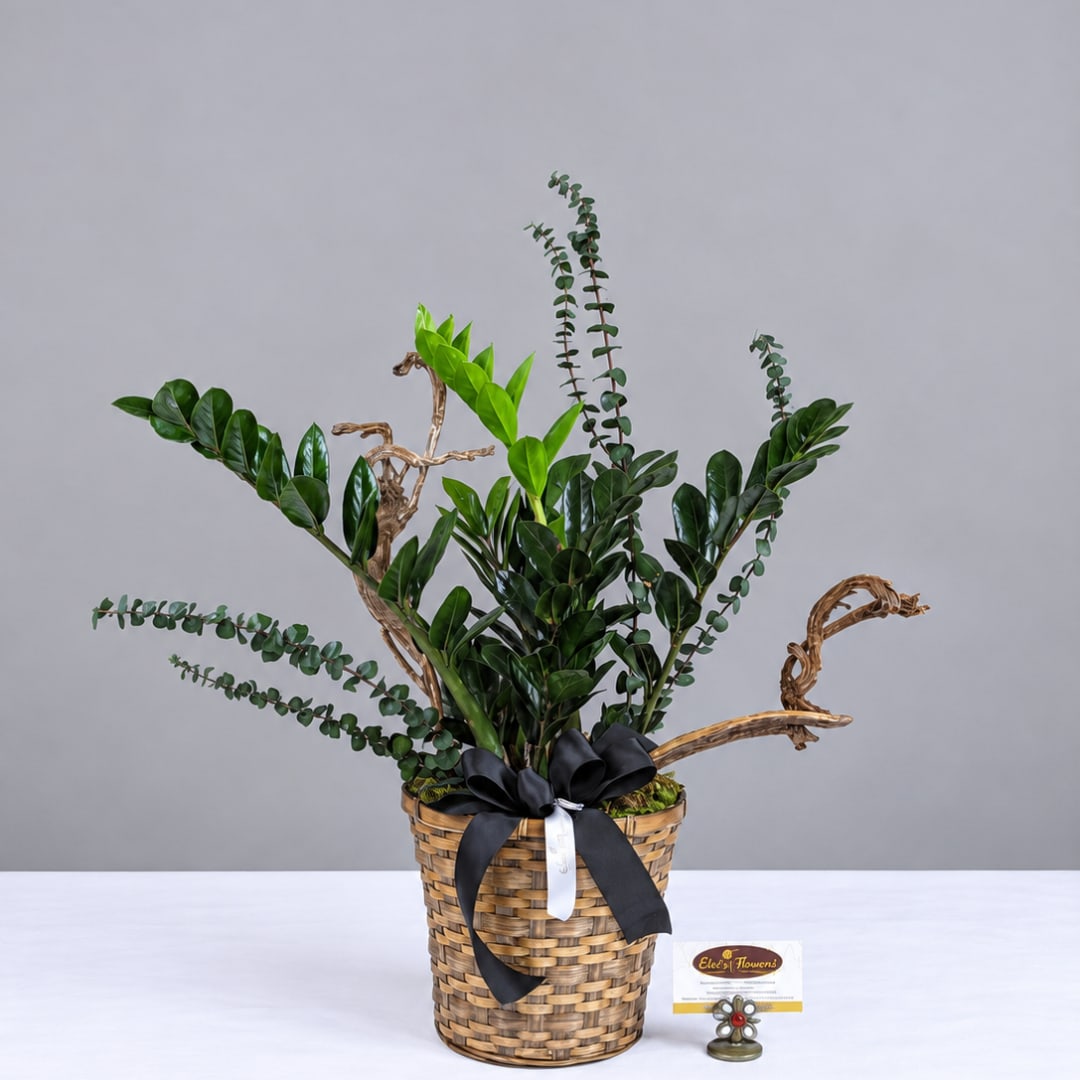 Potted green plant arrangement in a woven basket with a black ribbon