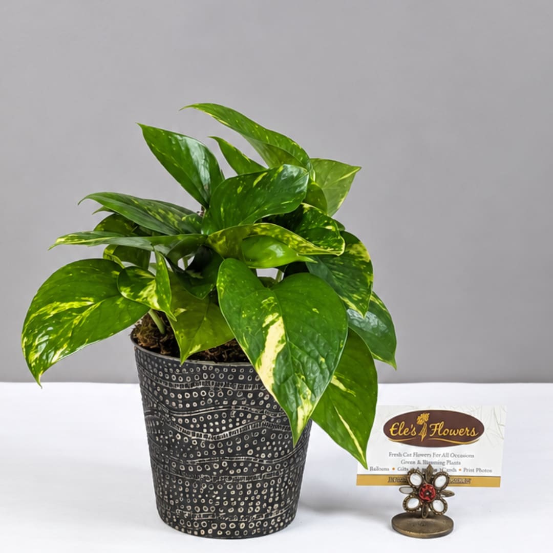Potted green houseplant with variegated leaves in a patterned black container