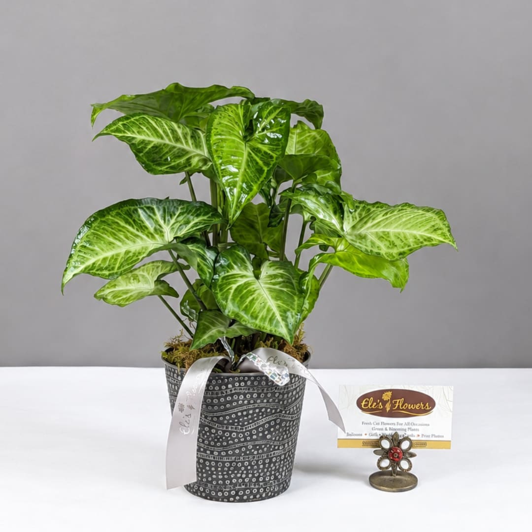 Potted green houseplant in a patterned container with a ribbon