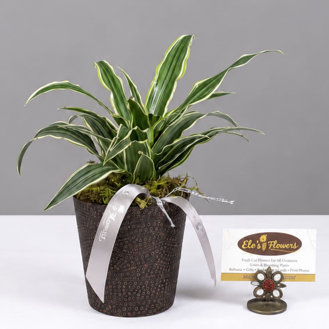 Potted variegated dracaena plant in a decorative container with a ribbon