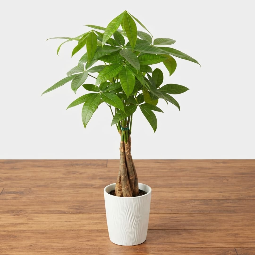 Potted money tree plant in a white textured pot