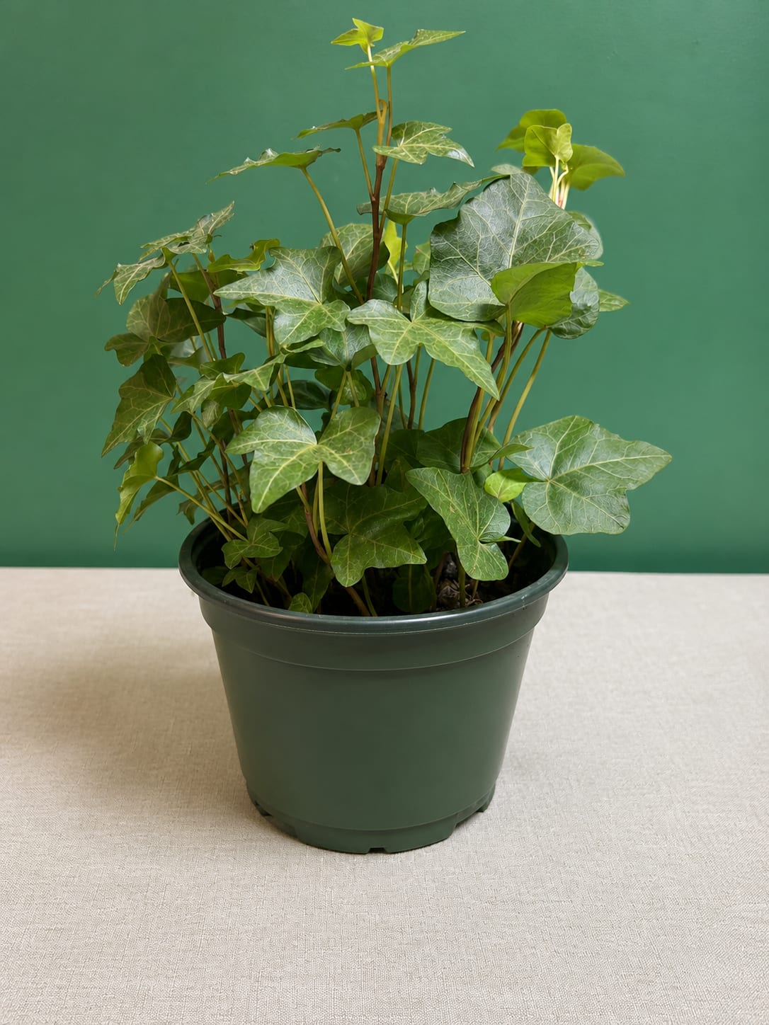  English Green Ivy (Hedera helix) - Lush, trailing variegated leaves give this English Ivy plant a timeless, green presence that makes the person you're gifting feel cared for-perfect as a housewarming, birthday, or anniversary gift. As a potted foliage arrangement for Thinking of You, Get Well, or Just Because moments, this ivy quietly brightens a desk, shelf, or windowsill and sends the message that you noticed and remembered them.  This English Ivy (Hedera helix) arrives in a dark green plastic nursery pot with dense stems of deep green leaves highlighted by pale veining for added texture. The compact 4-inch size is ideal for small spaces and easily moved from room to room; it also works well in hanging baskets or trained up a trellis if the recipient wants to encourage growth. A low-maintenance choice that prefers bright, indirect light and moderate watering, it's especially lovely in autumn displays or as part of gift sets but stays relevant year-round. Substitutions may be made with a similar-quality plant while maintaining the overall style and value. Fleur De CJ delivers to New York, NY-an understated, long-lasting way to say Thank You, I'm Sorry, or Happy Mother's/Father's Day.