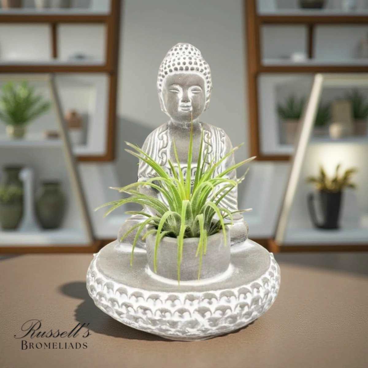 Small green plant in a white Buddha-shaped planter