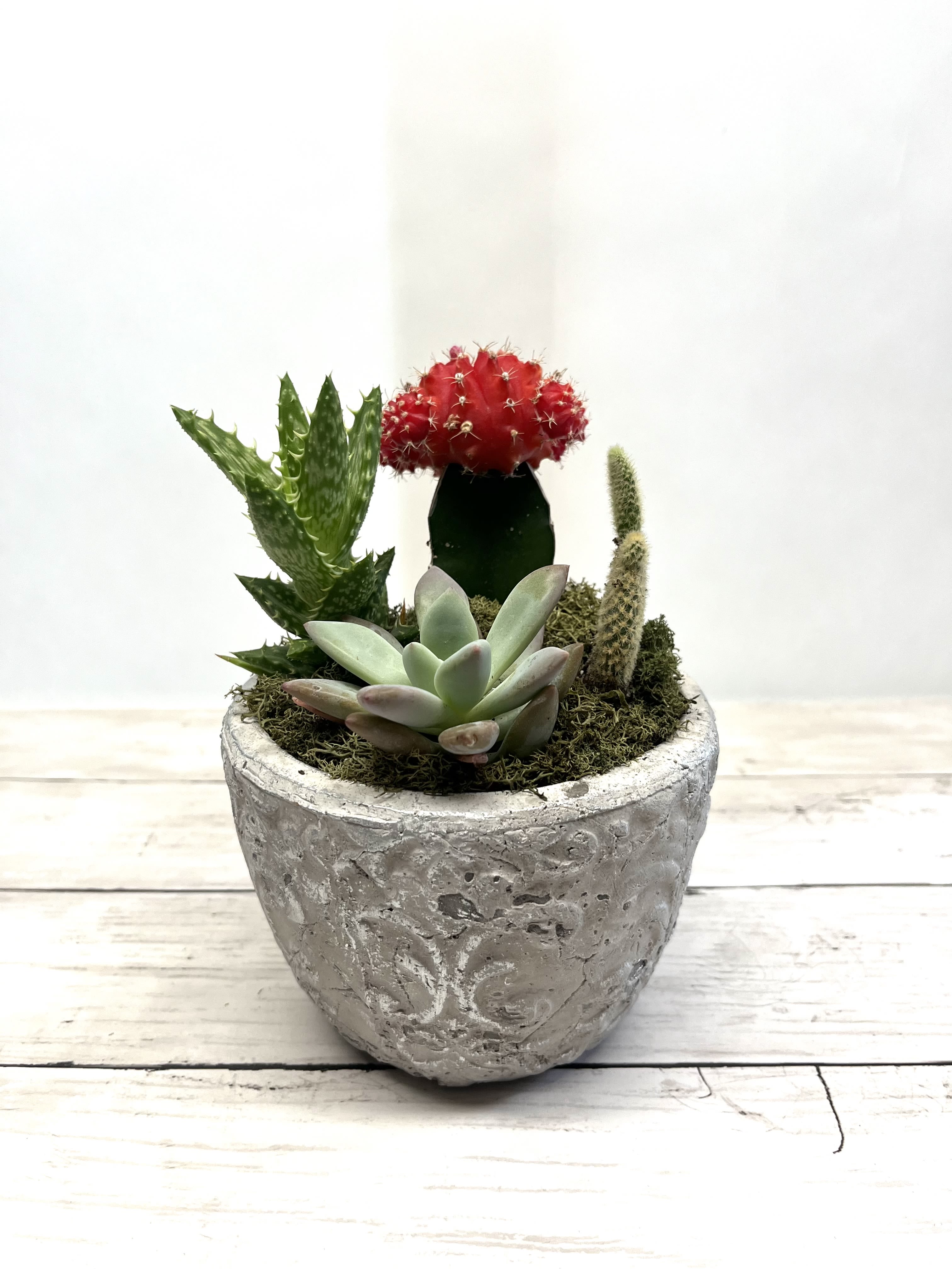 Succulent arrangement in a textured gray pot with a red cactus centerpiece