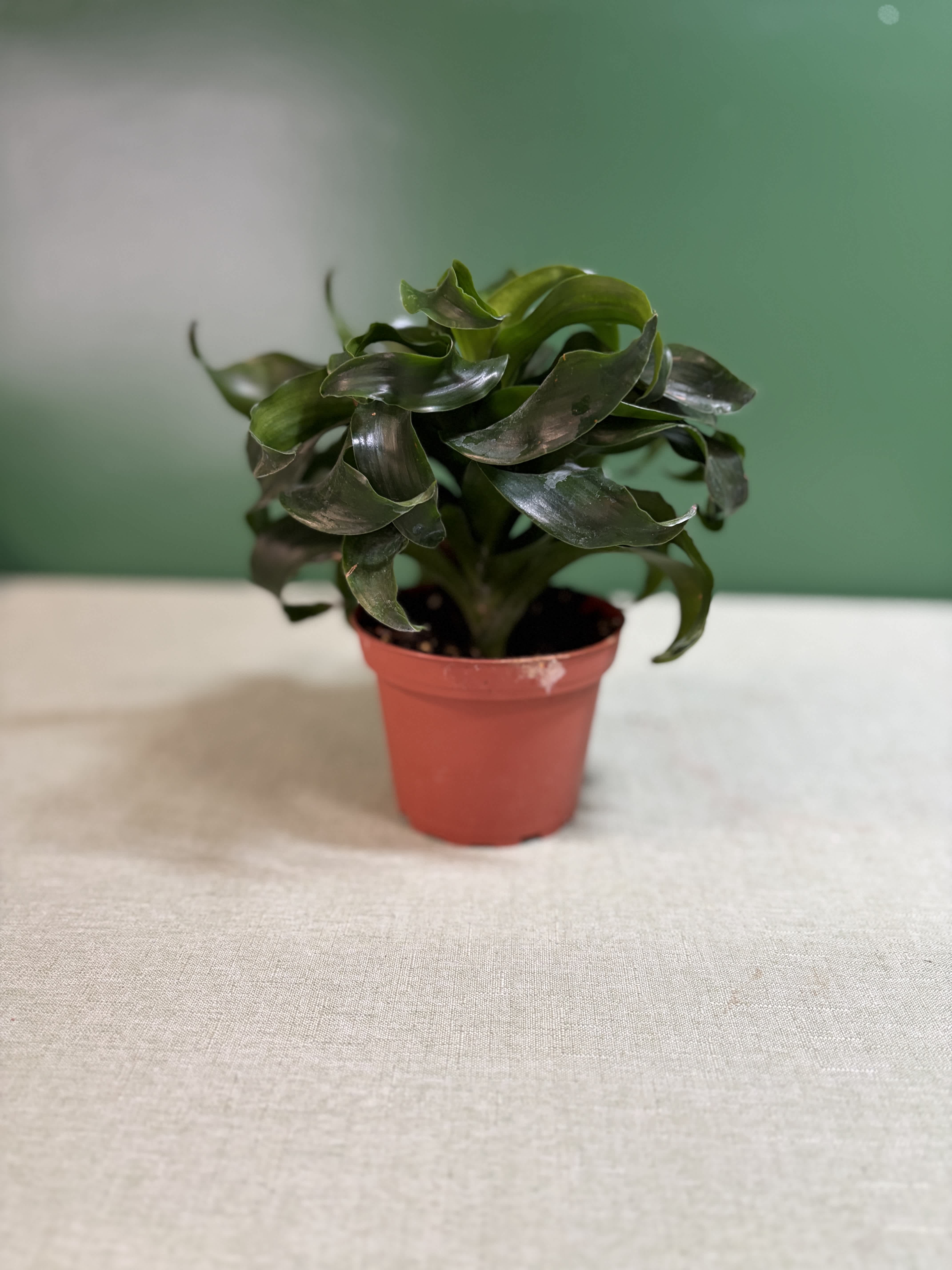 Small potted plant with dark green leaves in a red plastic pot
