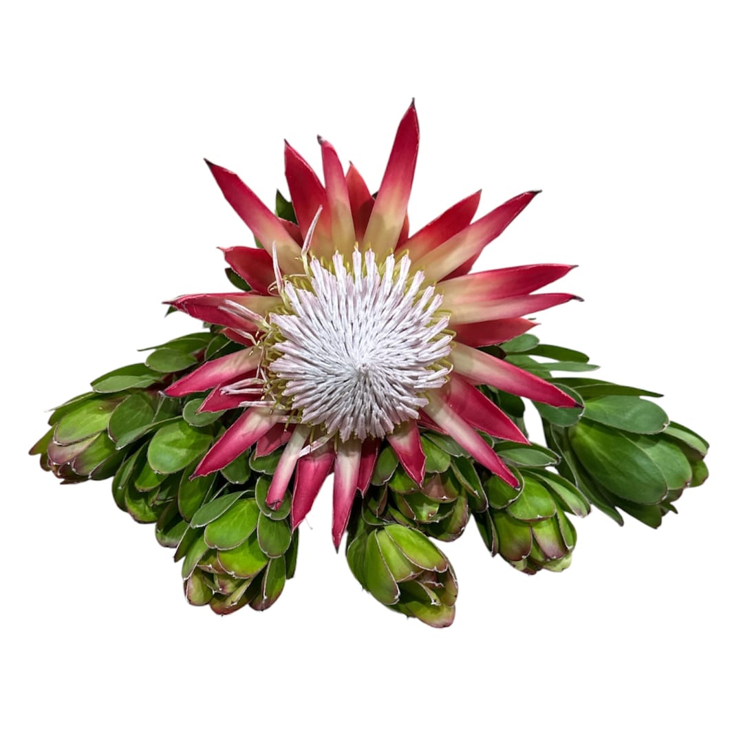 Pink and white protea flower with green bracts on a white background