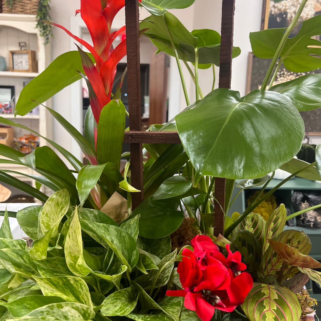 Tropical plant arrangement with red blooms and large green leaves