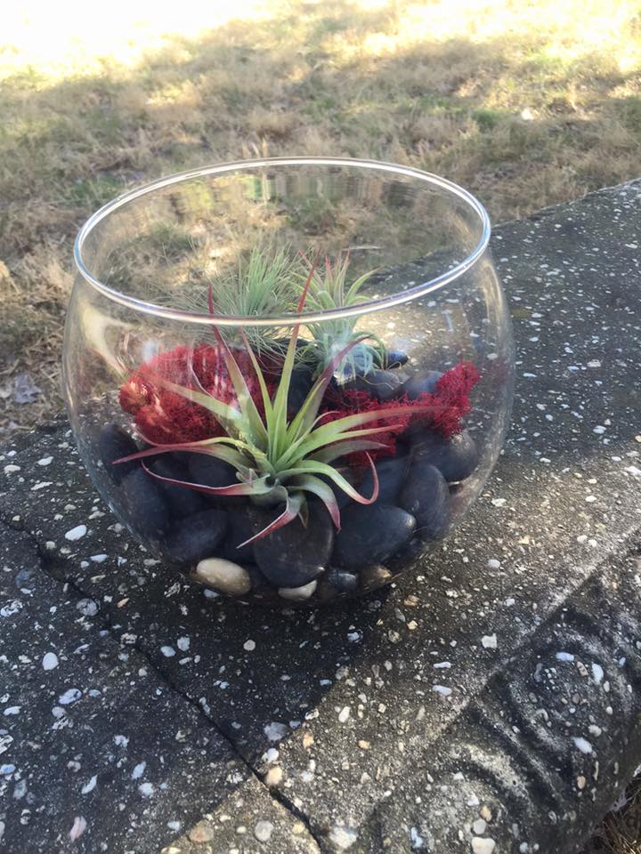 Glass bowl with air plants and dark stones