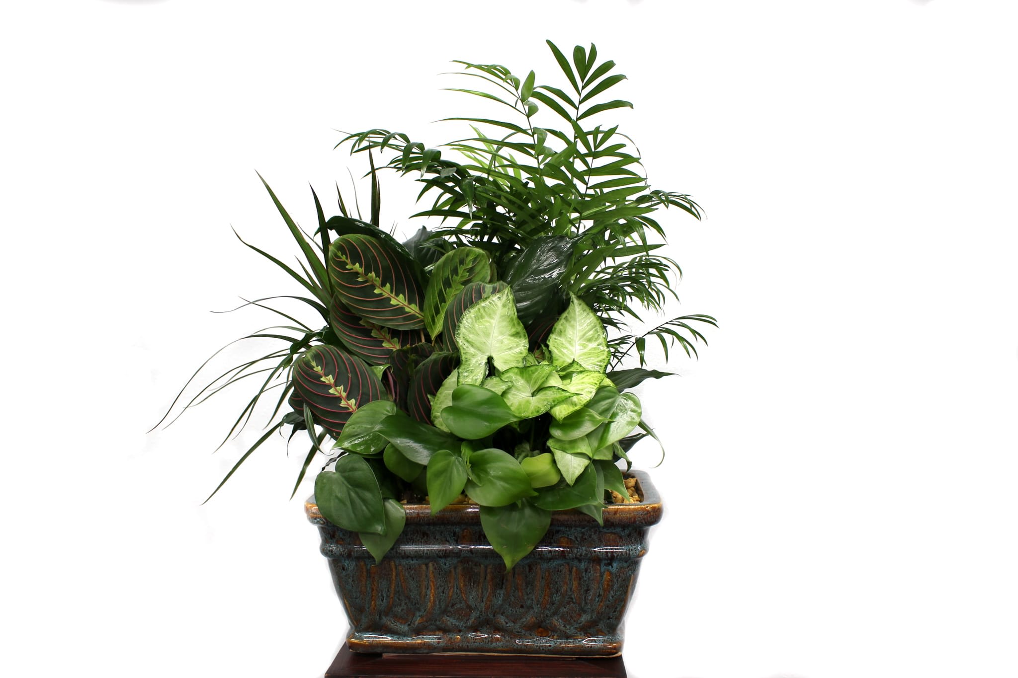 Mixed green houseplants in a rectangular ceramic planter