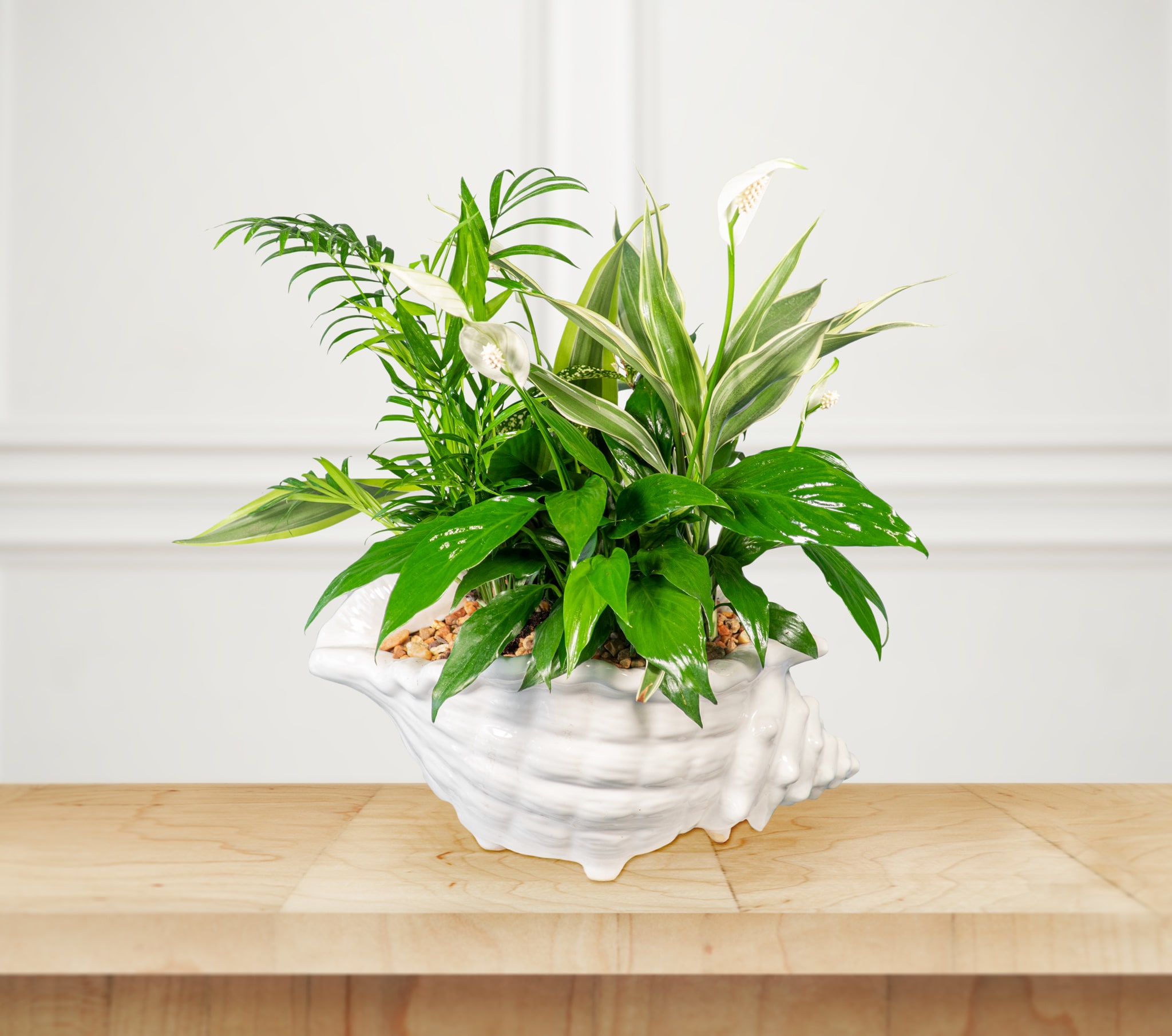 A green potted plant arrangement in a white shell-shaped planter