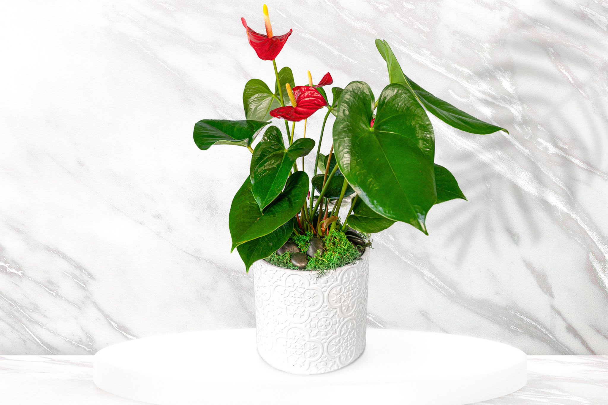 Potted anthurium plant with red blooms in a white decorative container