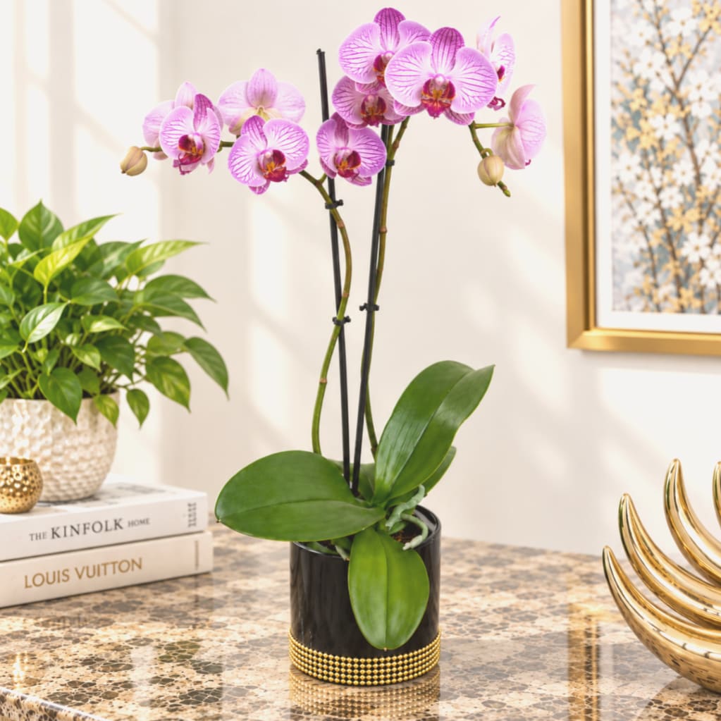 Pink orchid plant in a black pot on a tabletop