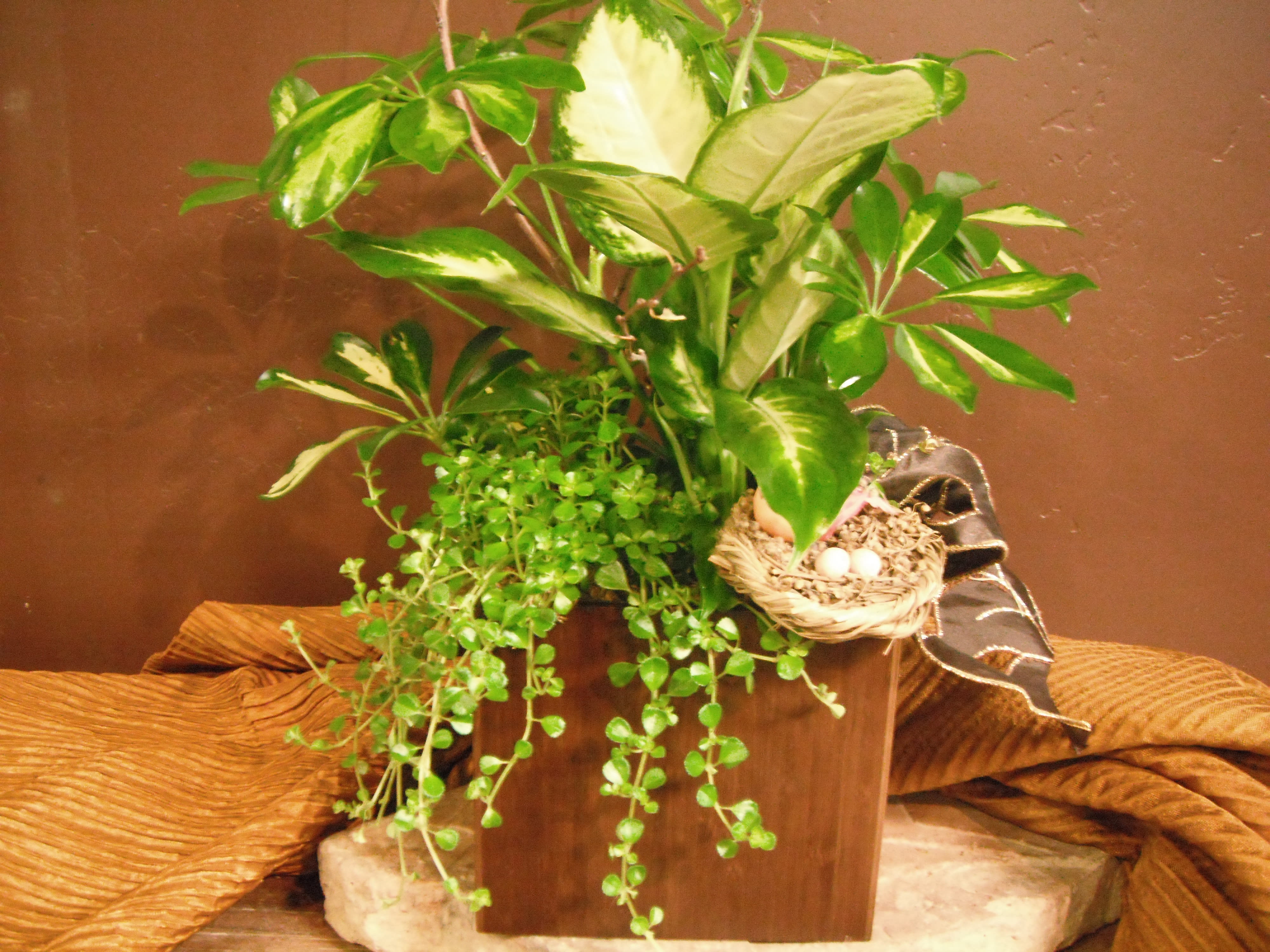 Potted green houseplant arrangement with trailing vines and a small bird nest decoration