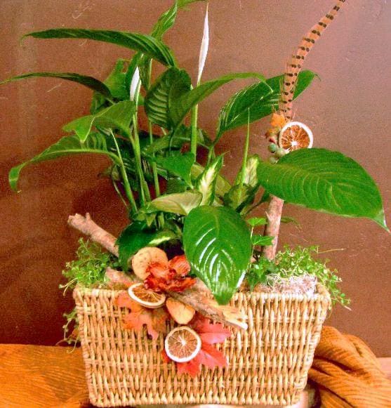 Potted green houseplant arrangement in a wicker basket with dried citrus slices