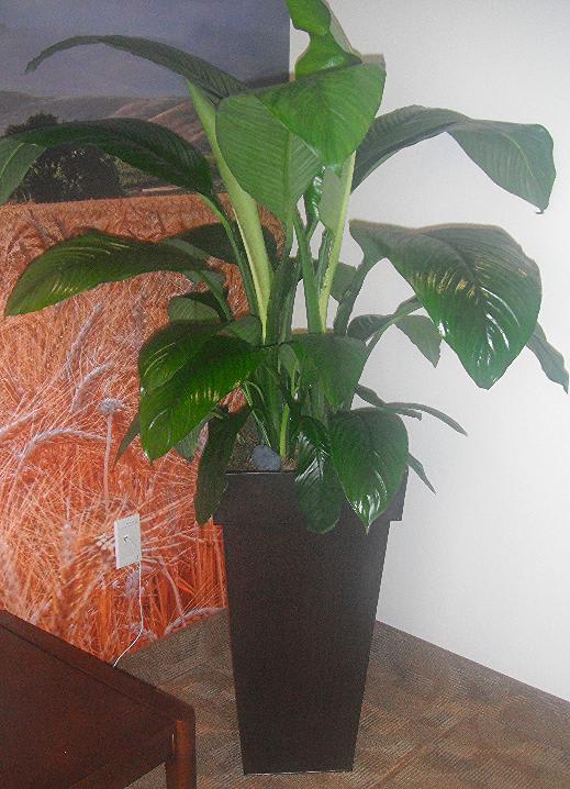 Tall green potted plant in a black square planter