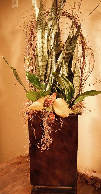 Tall arrangement of snake plants in a dark rectangular planter
