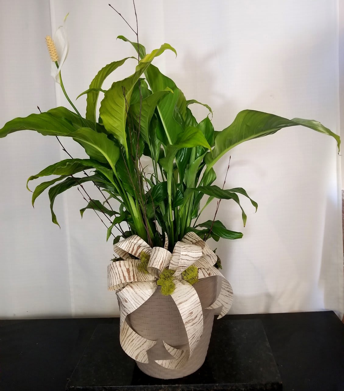 Tall potted green plant with a decorative ribbon bow