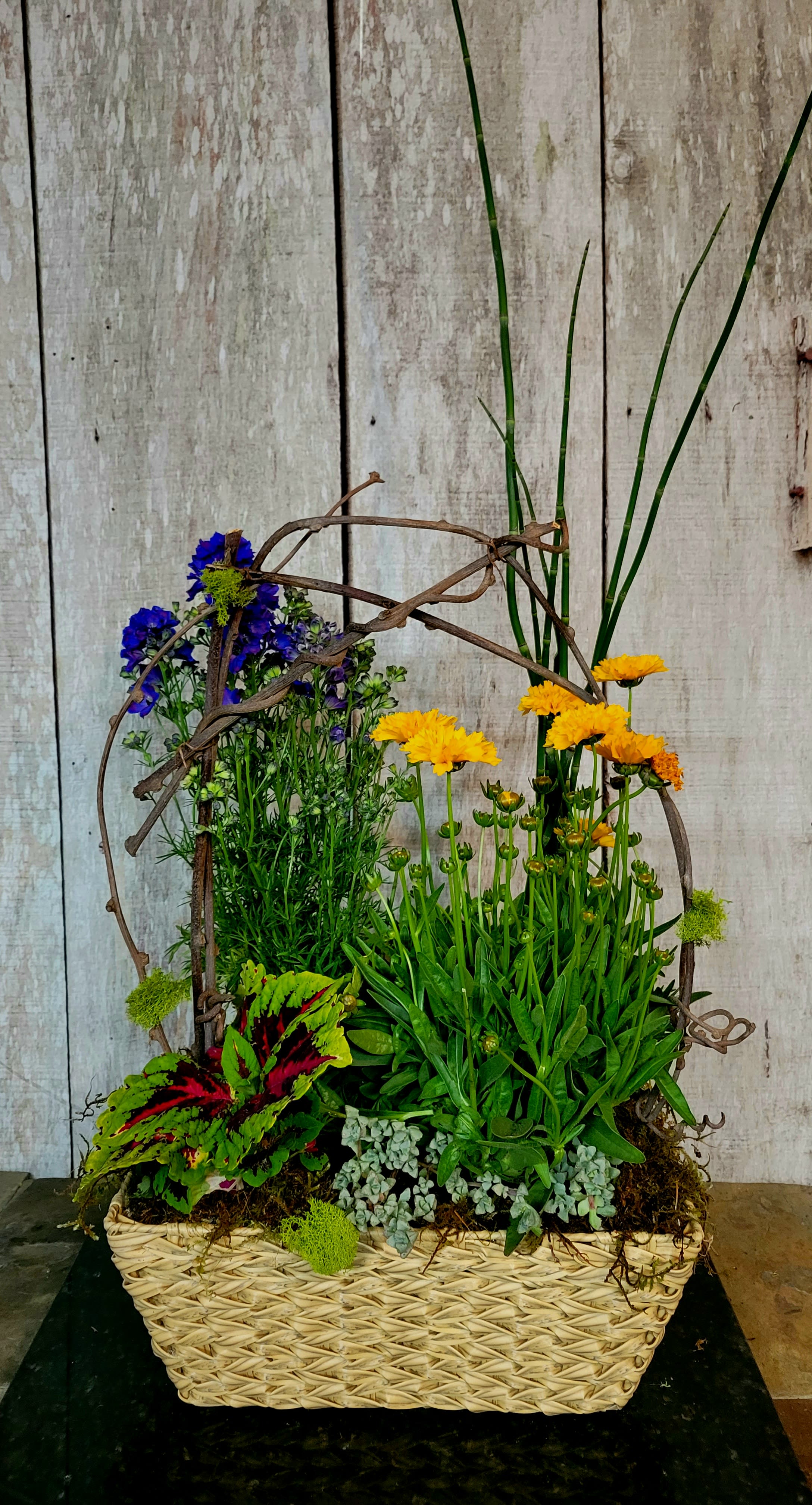 Basket planter with yellow and blue flowers and mixed foliage