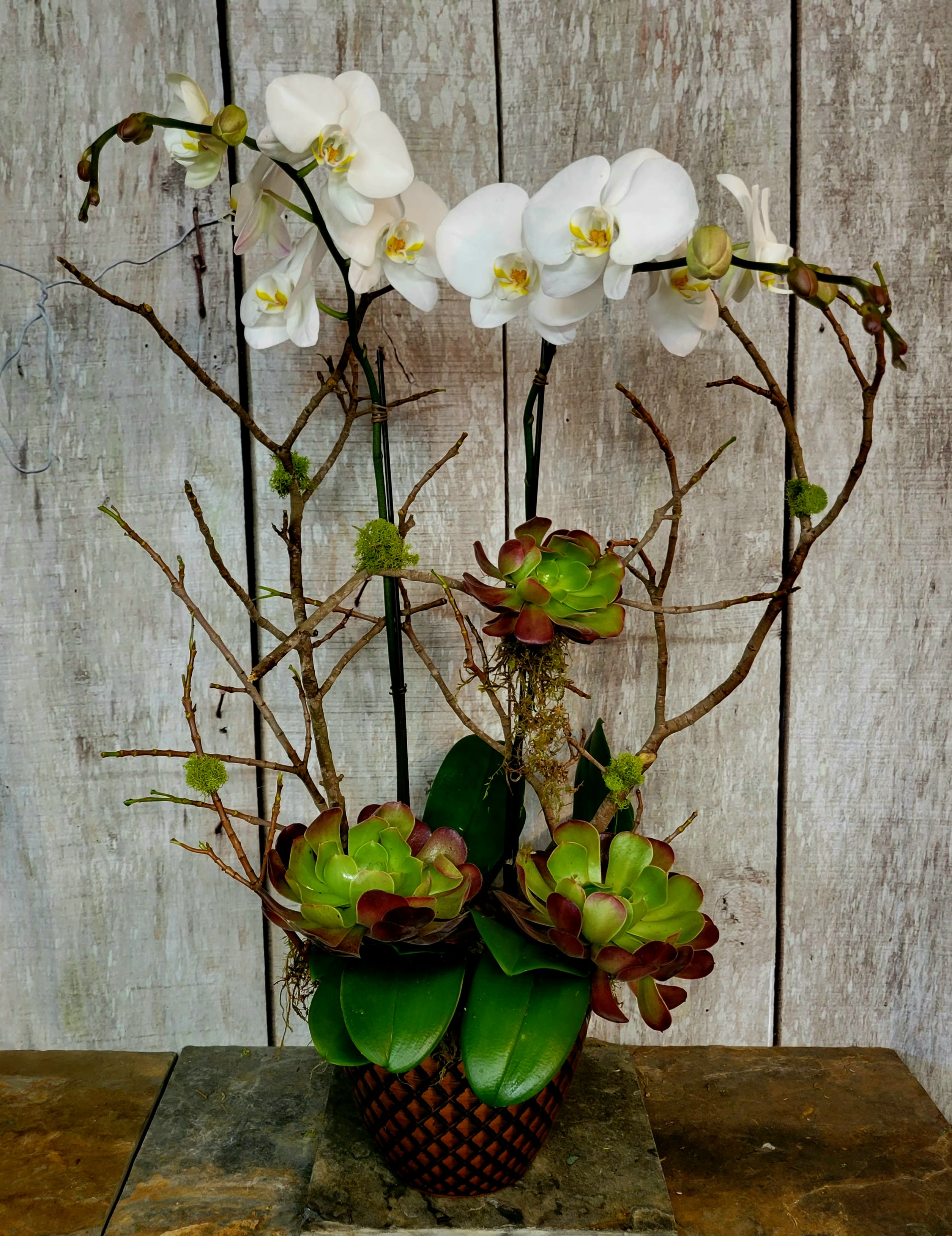 White orchid arrangement with succulents in a woven pot