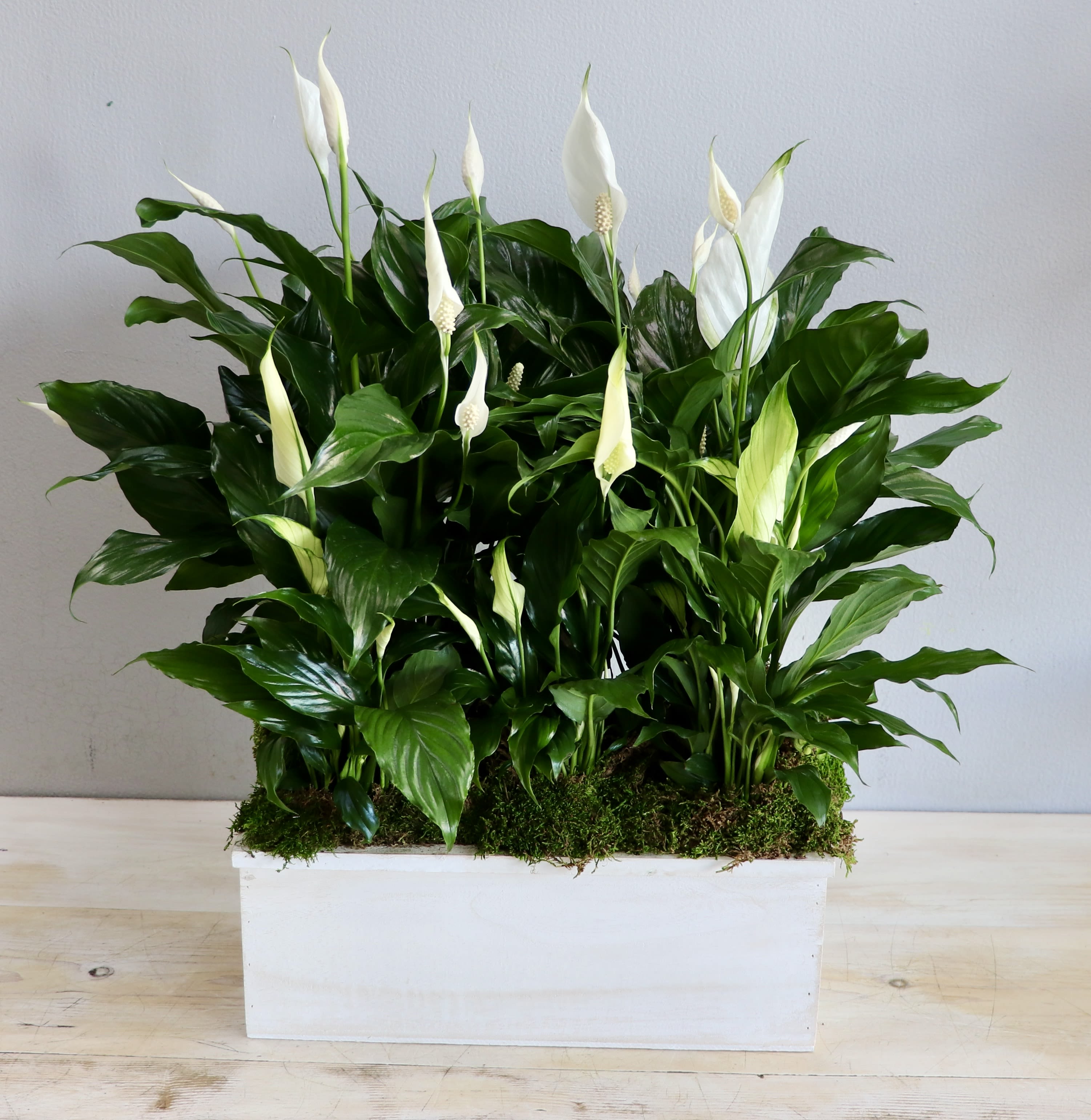 Peace Lily - My Glendale Florist  - Peace lily plants. Must be ordered in advance. 