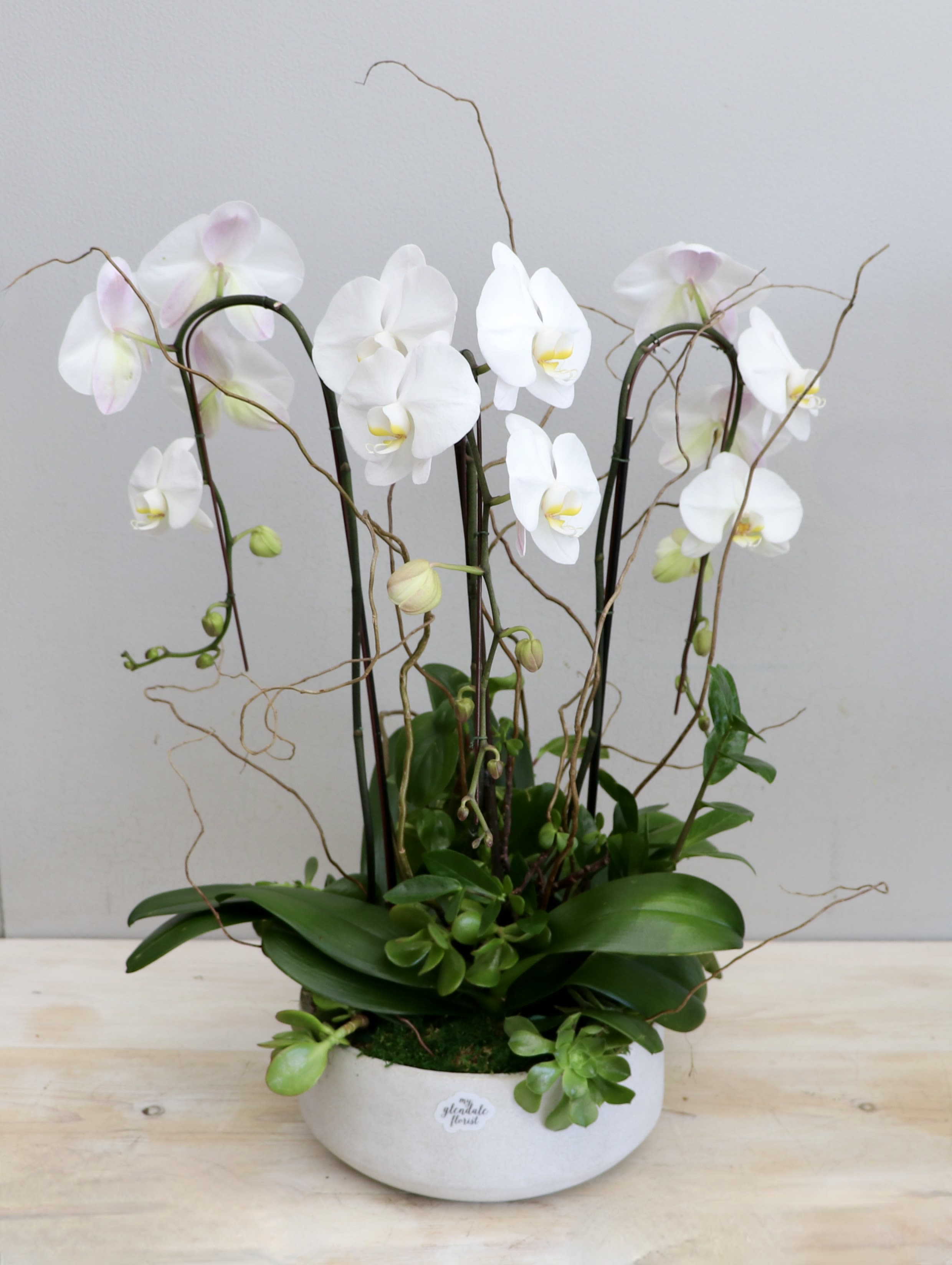 Orchid Succulent Garden - My Glendale Florist - This arrangement holds three large orchids nestled in a bed of moss with a variety of succulents.