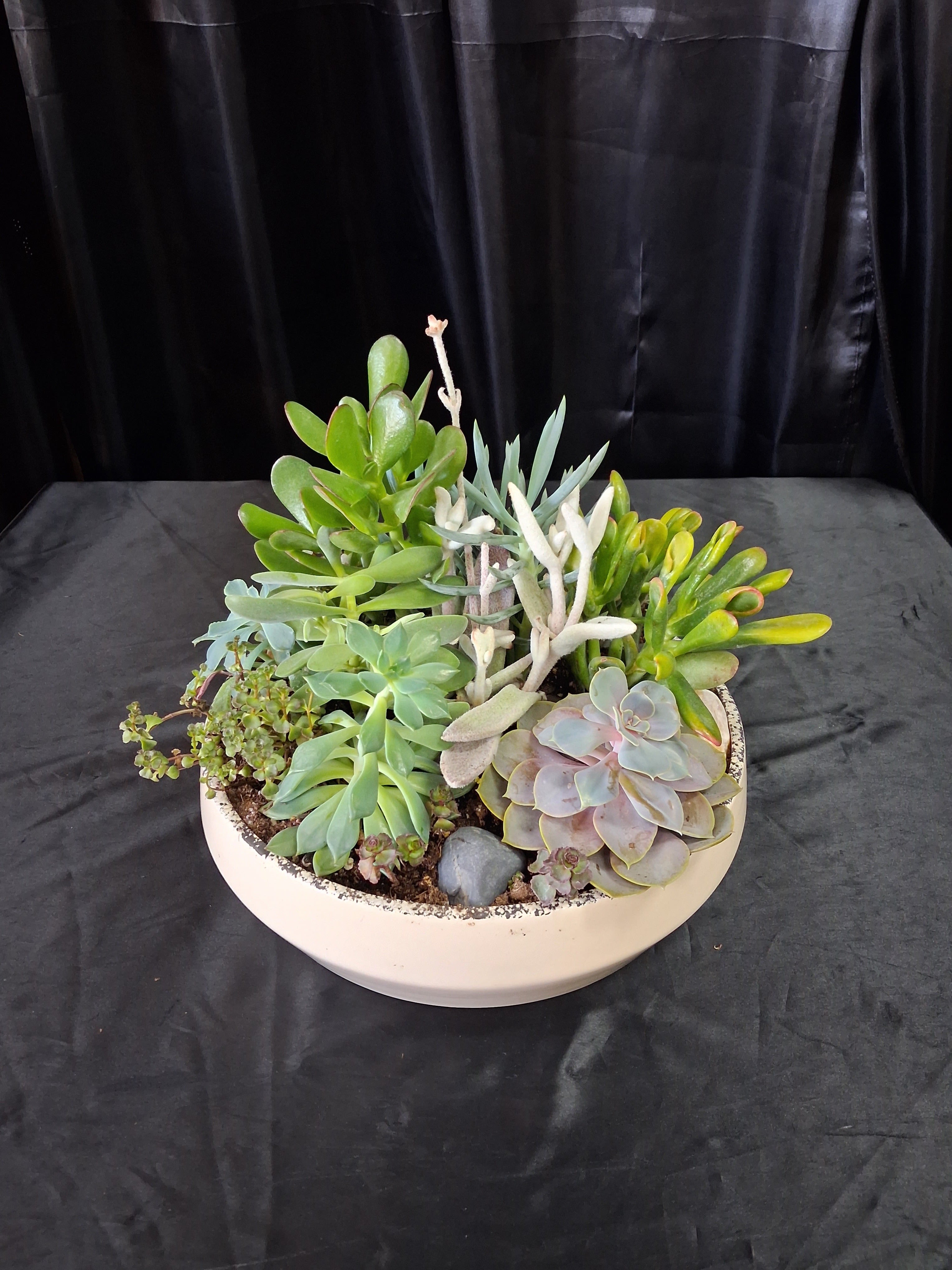 Mixed succulent arrangement in a shallow white bowl