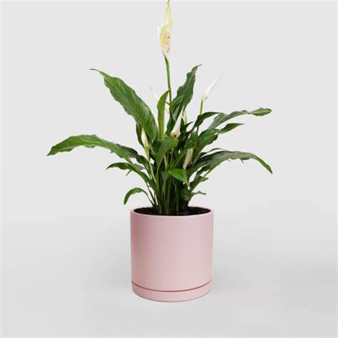 Leafy Haven  - Florist choice: a smaller plant in colorful ceramic planters can make a lovely addition to any space!  perfect for desks, windowsills and other places that need a little leafy haven. 