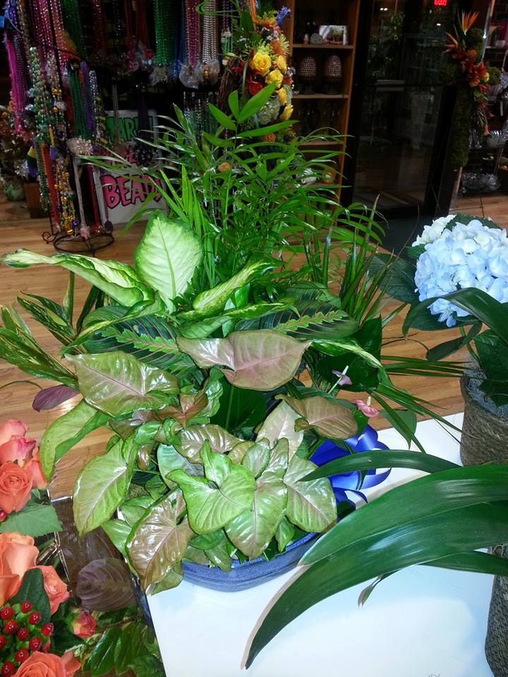 Tropical potted plant arrangement with broad green leaves and a blue hydrangea cluster