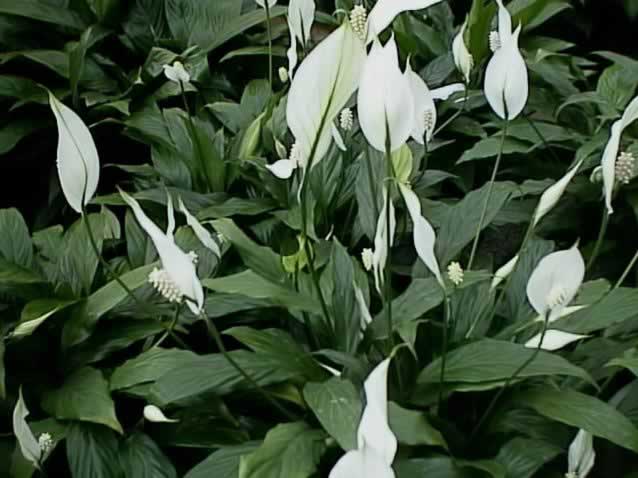 White peace lilies among dense green foliage