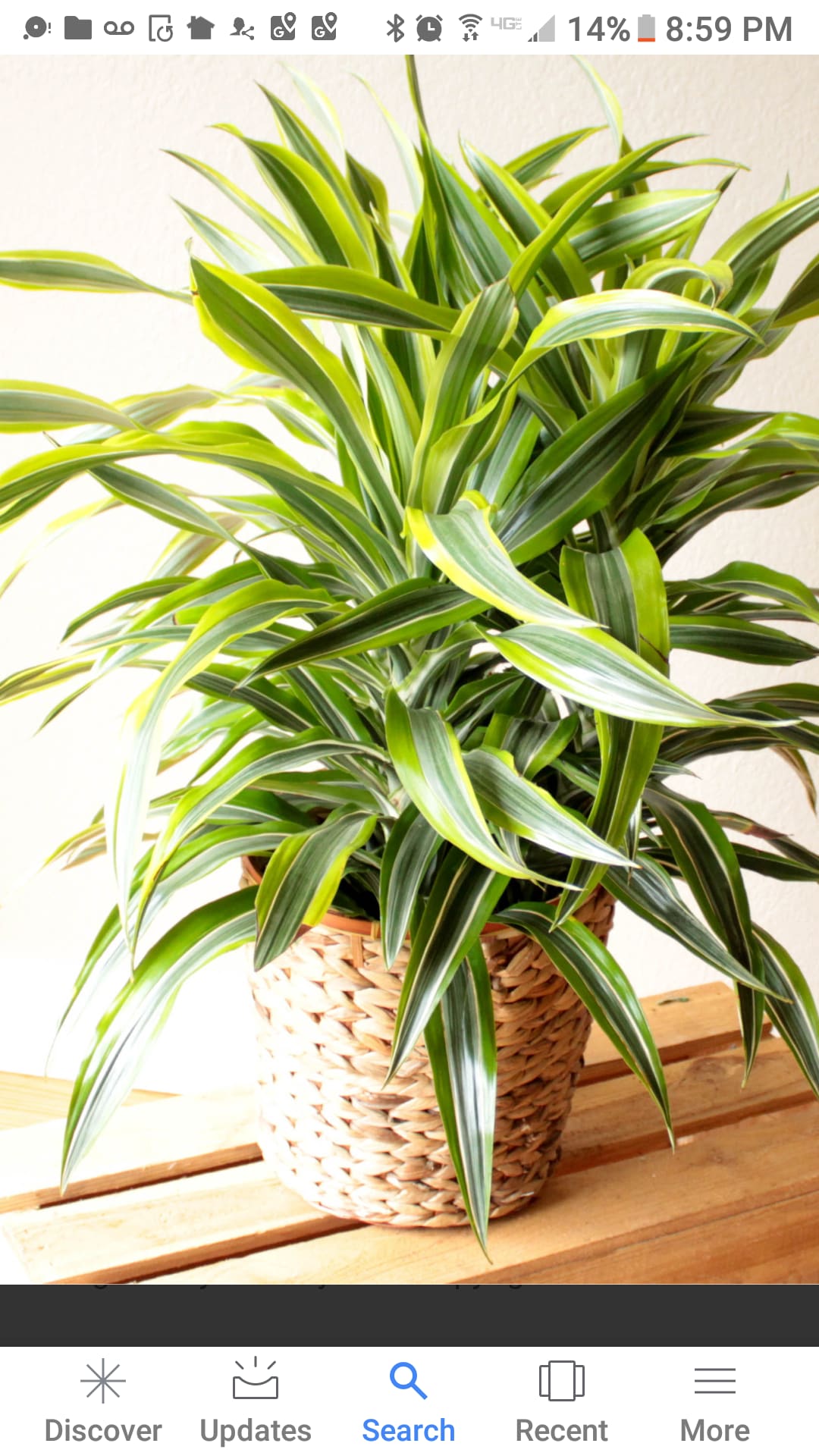 Potted variegated dracaena plant in a woven basket