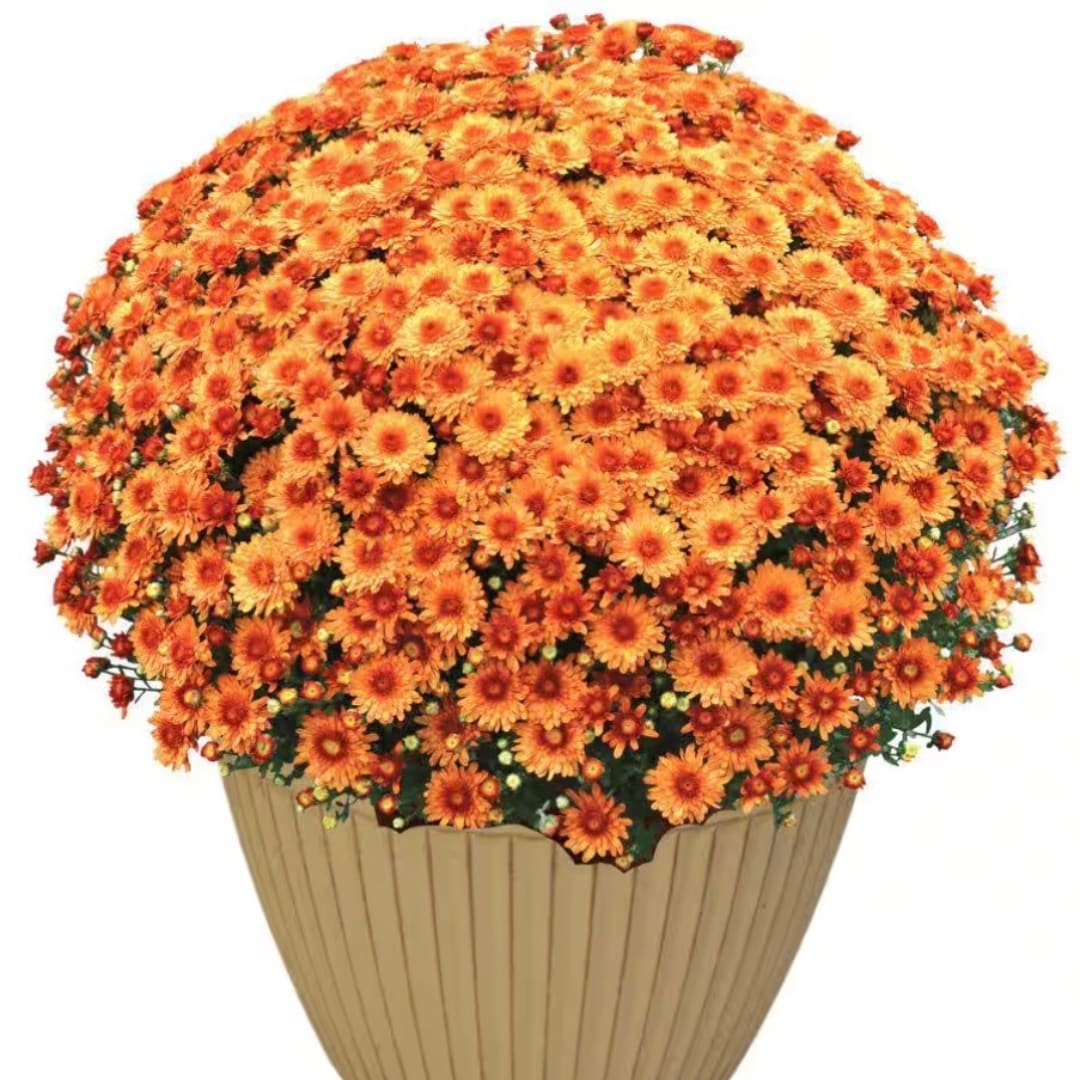 Large orange chrysanthemum arrangement in a tan planter