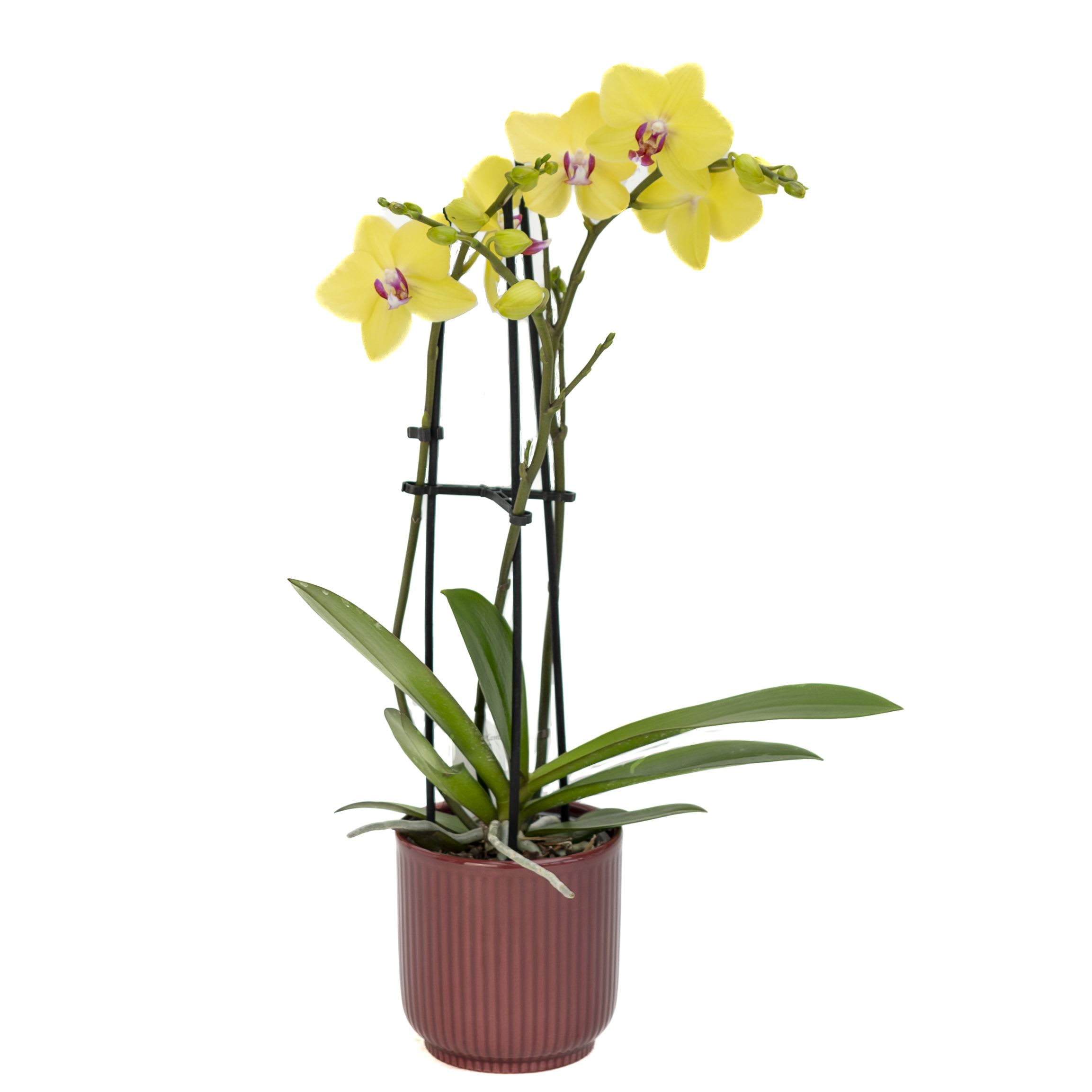 Yellow orchid plant in a ribbed pot