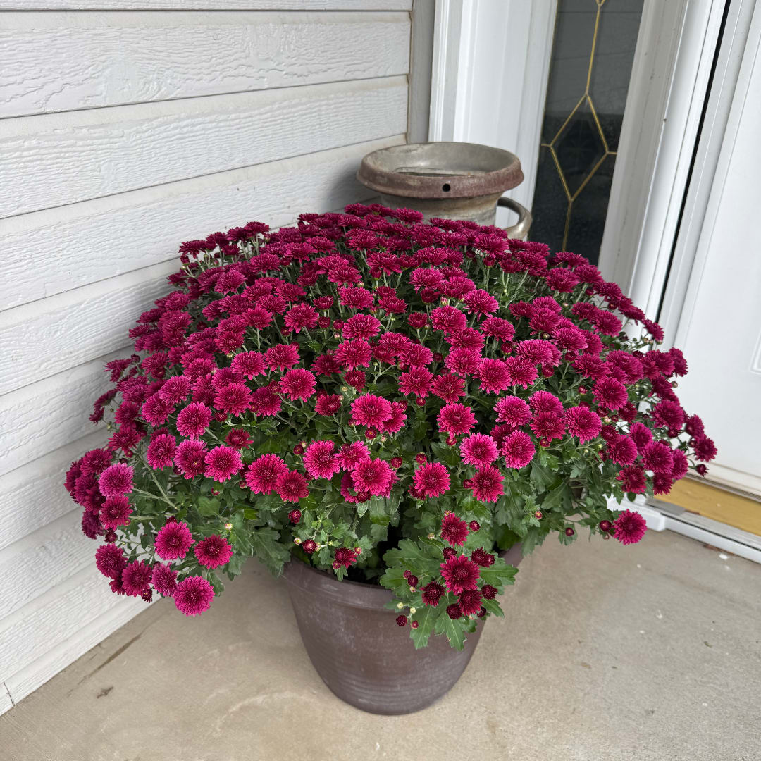 Potted mound of magenta chrysanthemums in a brown container