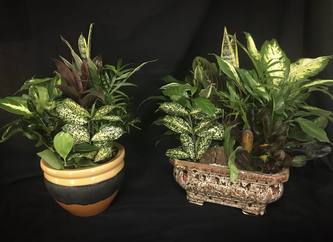 Two mixed potted plant arrangements in decorative containers.