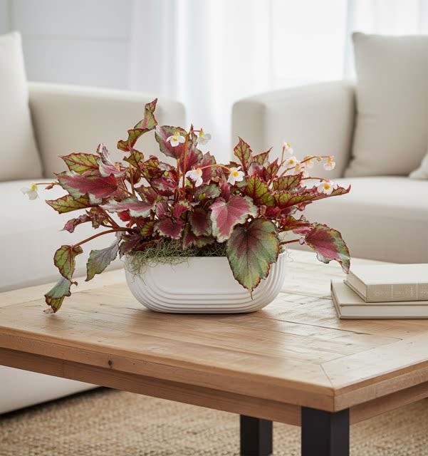 Rex Begonias in long ceramic planter  (lmtd availability)  - Known as the painted leaf begonia, these happy plants have beautiful foliage and exude all kinds of visual interest.  We place them in a long, modern ceramic container for your gift giving. Approx 10" tall and 14-16" long. 