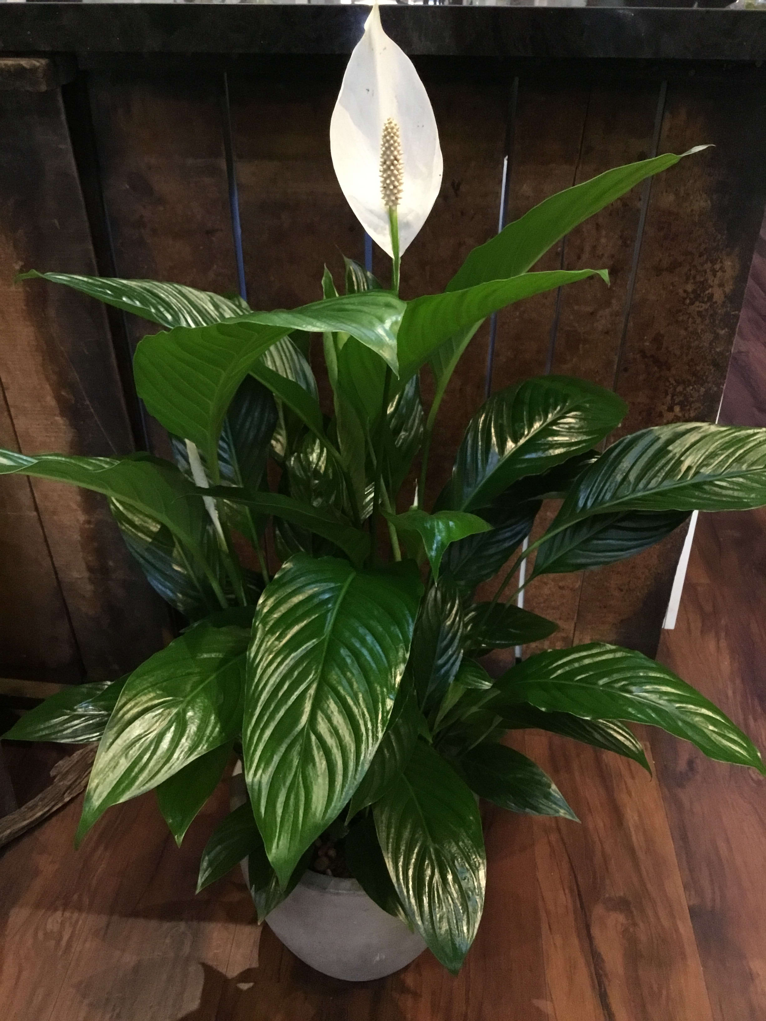 Potted peace lily plant with white spathes and glossy green leaves