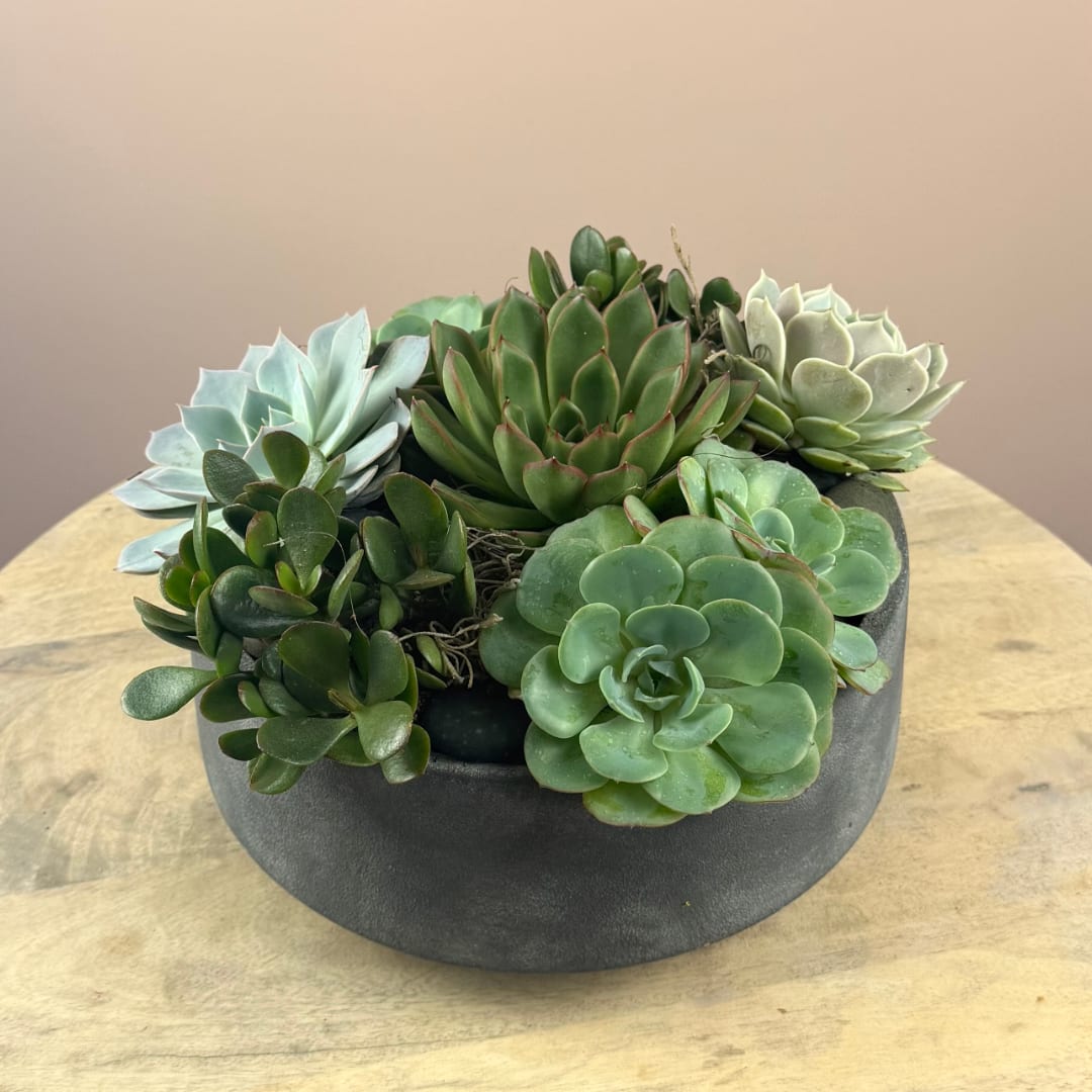 Succulent arrangement in a round gray planter on a wooden table