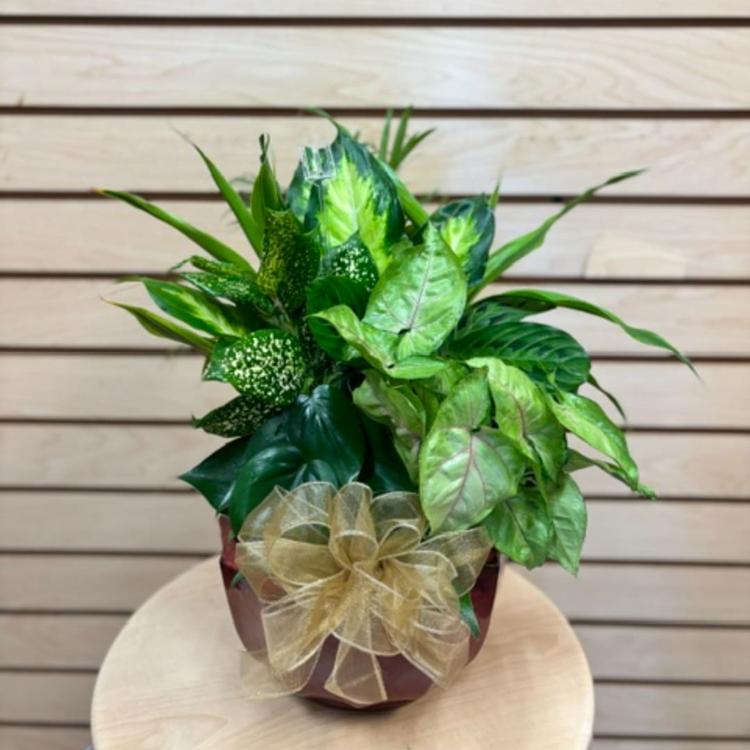 Potted green foliage arrangement with a gold bow