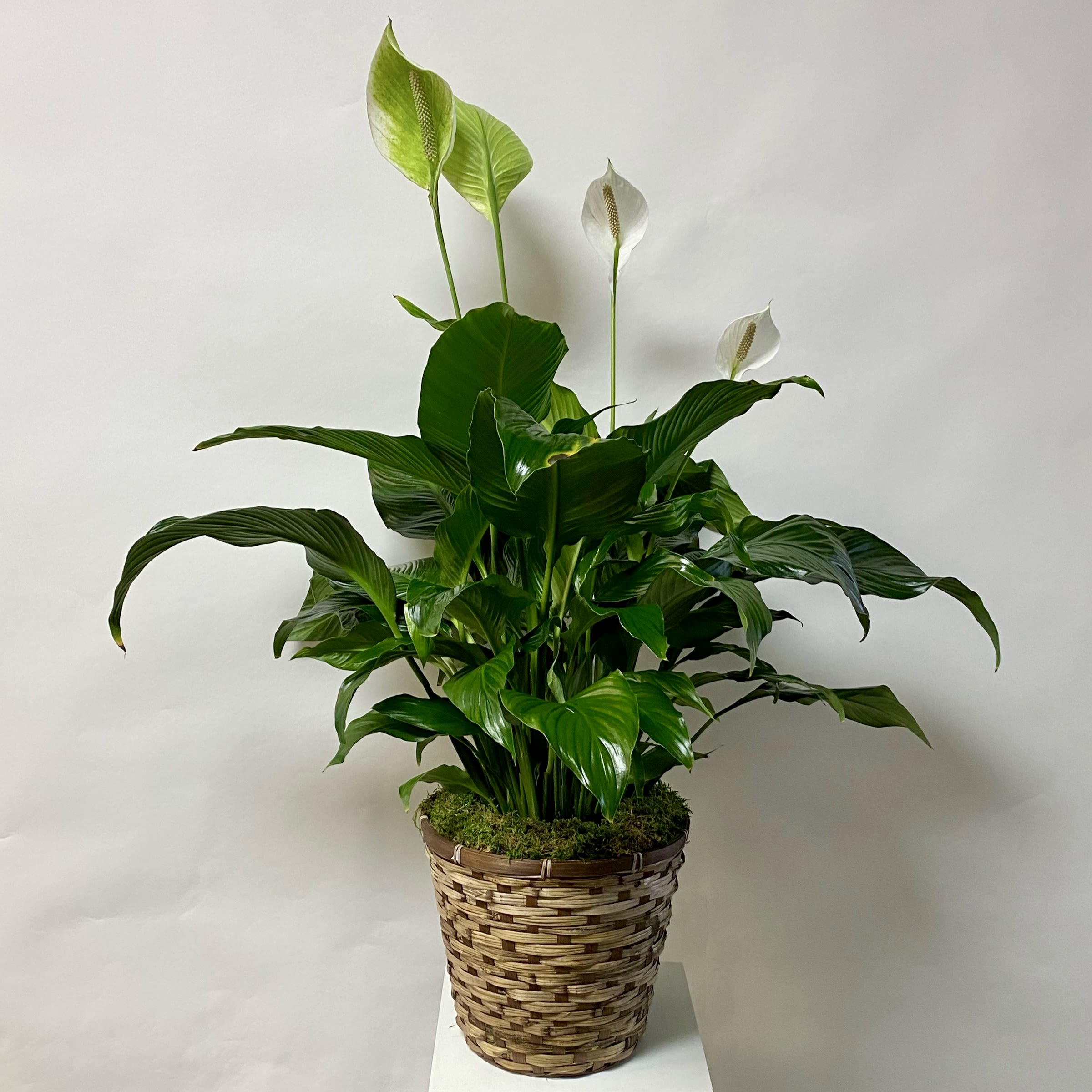  Peace Lily in a basket -  10 inch plant in a basket
