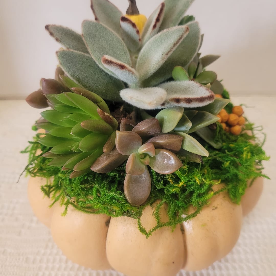 Succulent arrangement in a pumpkin-shaped container with moss