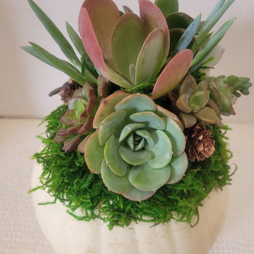 Succulent arrangement in a white pot with moss and pinecones