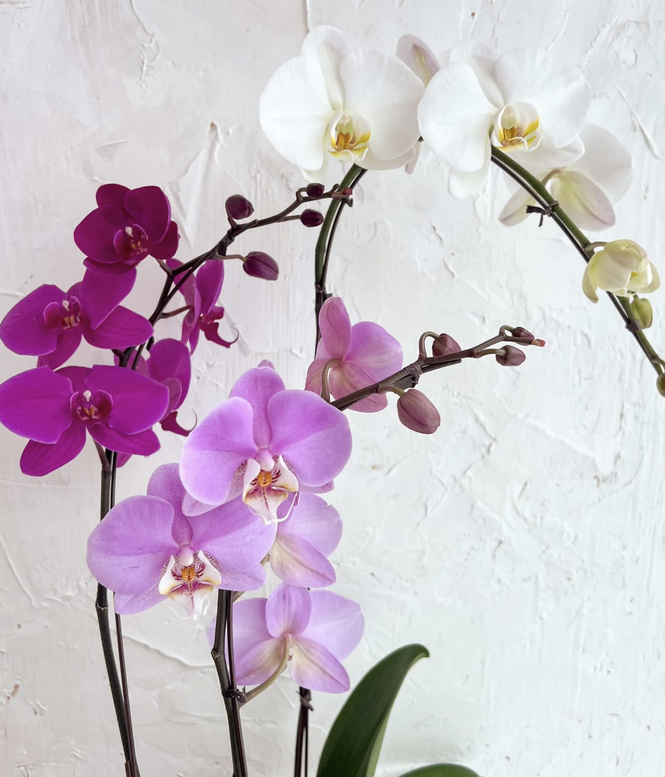 White, pink, and purple orchids on arching stems