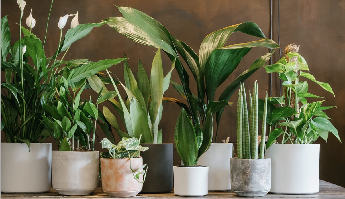 Assorted potted houseplants in ceramic containers