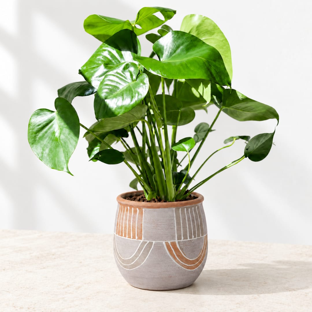 Potted green houseplant in a patterned ceramic pot