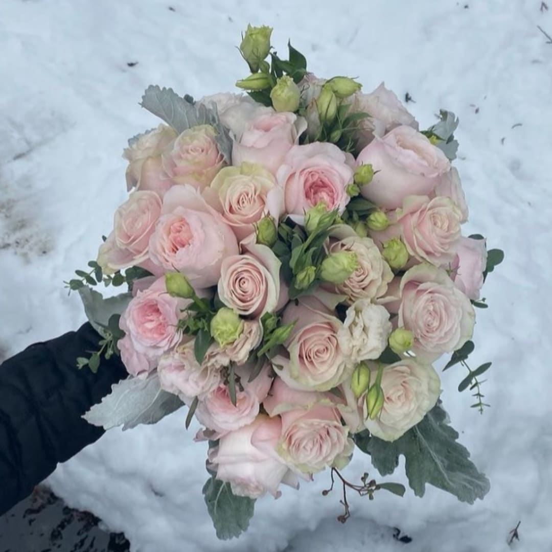Handheld bouquet of pale pink roses with silvery foliage against snow