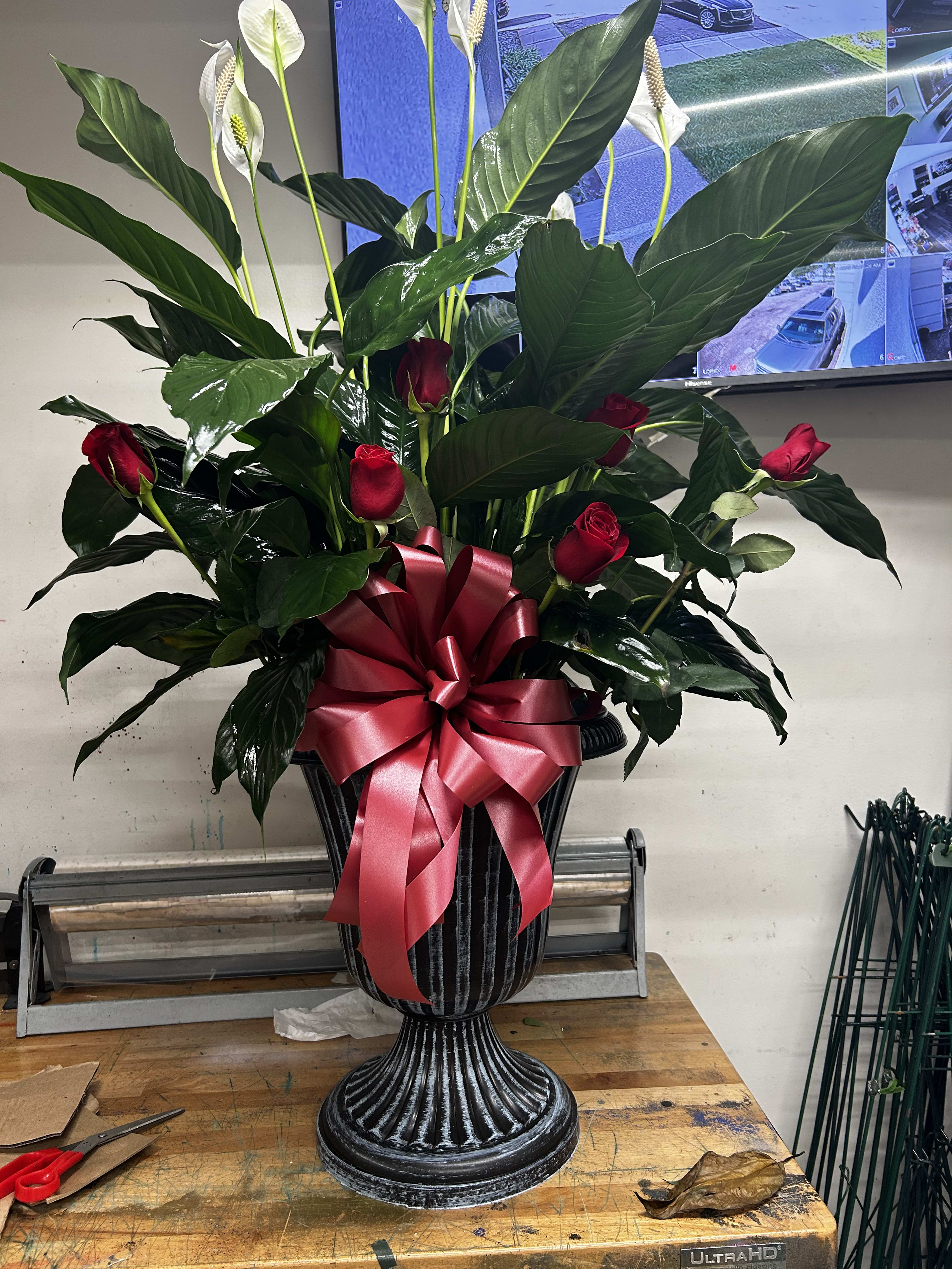 Large peace lily with fresh cuts and bow - Large peace lily with fresh cuts and a bow