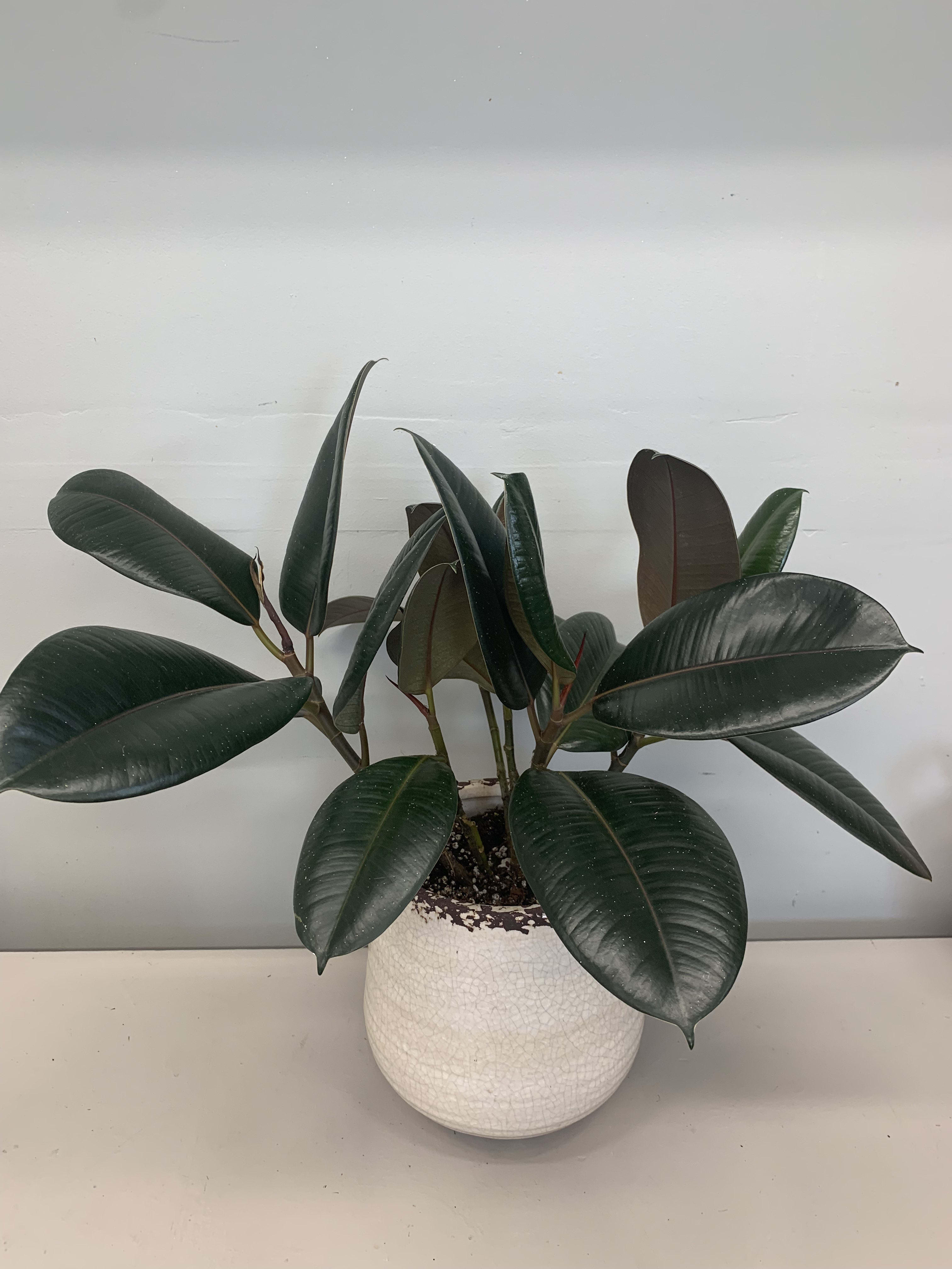 Rubber Tree Plant  - Lovely Plant Gift