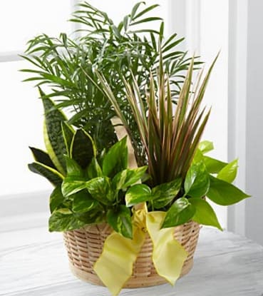 Basket of assorted green houseplants with a yellow ribbon