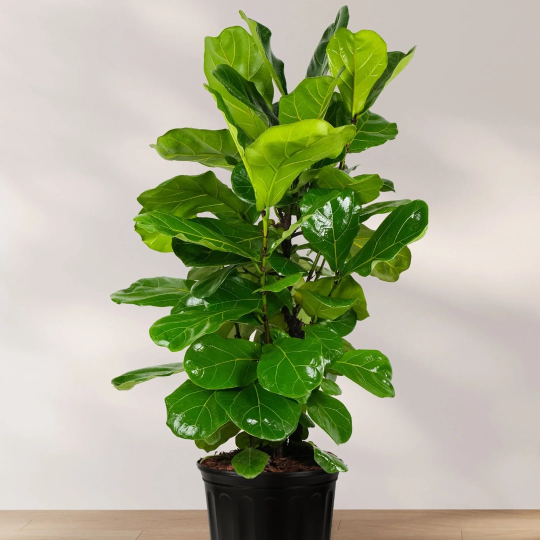 Potted fiddle leaf fig plant with large glossy green leaves